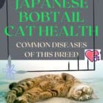 Japanese Bobtail Cat health: common diseases of this breed