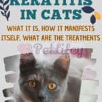 Keratitis in cats: what it is, how it manifests itself, what are the treatments