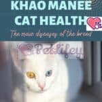 Khao Manee Cat health: the main diseases of the breed