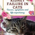 Kidney-failure-in-cats-causes-symptoms-and-life-expectancy-1a