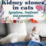 Kidney stones in cats: symptoms, treatment and prevention