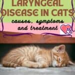 Laryngeal-disease-in-cats-causes-symptoms-and-treatment-1a