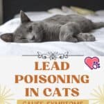 Lead poisoning in cats: cause, symptoms and treatment