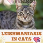 Leishmaniasis in cats: causes, symptoms and treatment