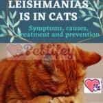 Leishmaniasis in cats: symptoms, causes, treatment and prevention