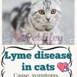 Lyme disease in cats: cause, symptoms, treatment