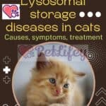 Lysosomal storage diseases in cats: causes, symptoms, treatment