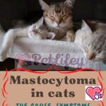 Mastocytoma-in-cats-the-cause-symptoms-and-treatment-1a