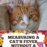 Measuring a cat's fever without a thermometer