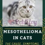 Mesothelioma-in-cats-the-cause-symptoms-treatment-1a
