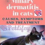 Miliary-dermatitis-in-cats-causes-symptoms-and-treatment-1a