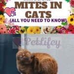Mites in Cats (all you need to know)