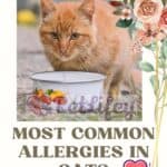 Most common allergies in cats: 6 very frequent allergies