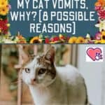 My cat vomits, why? (8 possible reasons)