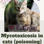 Mycotoxicosis in cats (poisoning): causes, symptoms, treatment