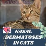Nasal dermatoses in cats: causes, symptoms, treatment
