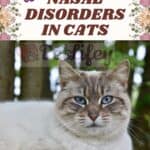 Nasal disorders in cats
