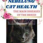 Nebelung cat health: the main diseases of the breed