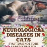 Neurological diseases in cats: symptoms not to be underestimated