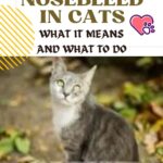 Nosebleed in cats: what it means and what to do