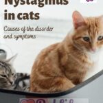 Nystagmus in cats: causes of the disorder and symptoms
