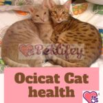 Ocicat Cat health: the common diseases of this feline breed