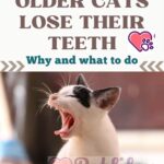 Older cats lose their teeth: why and what to do