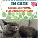 Osteosarcoma-in-cats-causes-symptoms-diagnosis-treatment-1a