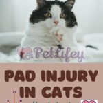 Pad injury in cats: how to treat fingertip injuries