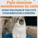 Pale mucous membranes in cats: when the color of the cat's gums should be a concern