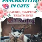 Pancreatitis in cats: causes, symptom, Treatments