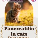 Pancreatitis in cats: causes, symptoms, treatment and prevention