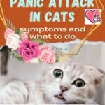 Panic-attack-in-cats-symptoms-and-what-to-do-1a