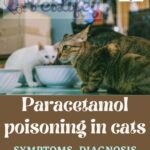 Paracetamol poisoning in cats: symptoms, diagnosis and treatment