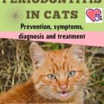 Periodontitis in cats: prevention, symptoms, diagnosis and treatment