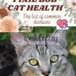 Pixie Bob Cat health: the list of common diseases