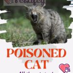 Poisoned cat: all there is to do in an emergency