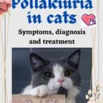 Pollakiuria-in-cats-symptoms-diagnosis-and-treatment-1a