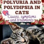Polyuria-and-Polydipsia-in-cats-causes-symptoms-and-treatments-1a