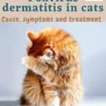 Poxvirus dermatitis in cats: cause, symptoms and treatment