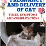 Pregnancy and delivery of Cat: times, symptoms and complications
