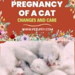 Pregnancy of a Cat: changes and care