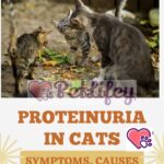 Proteinuria in cats: symptoms, causes and treatments