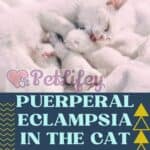 Puerperal-eclampsia-in-the-cat-what-it-is-what-are-the-symptoms-how-to-treat-it-1a