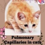 Pulmonary Capillaries in cats: symptoms and treatment of the problem