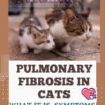 Pulmonary fibrosis in cats: what it is, symptoms and treatment