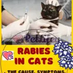 Rabies in cats: the cause, symptoms, treatment