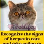 Recognize the signs of herpes in cats and take action to treat it