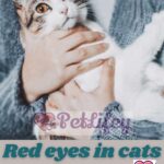 Red-eyes-in-cats-causes-related-symptoms-and-remedies-1a