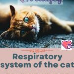 Respiratory system of the cat: the main diseases and the most effective treatments
